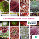 Kit 12 sempervivums chick charms ® en godet