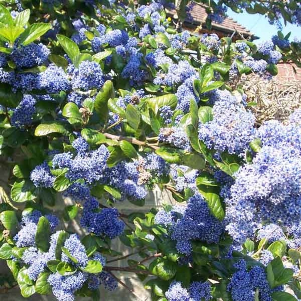Céanothe, lilas de californie 'trewithen blue' pot de 4l/5l