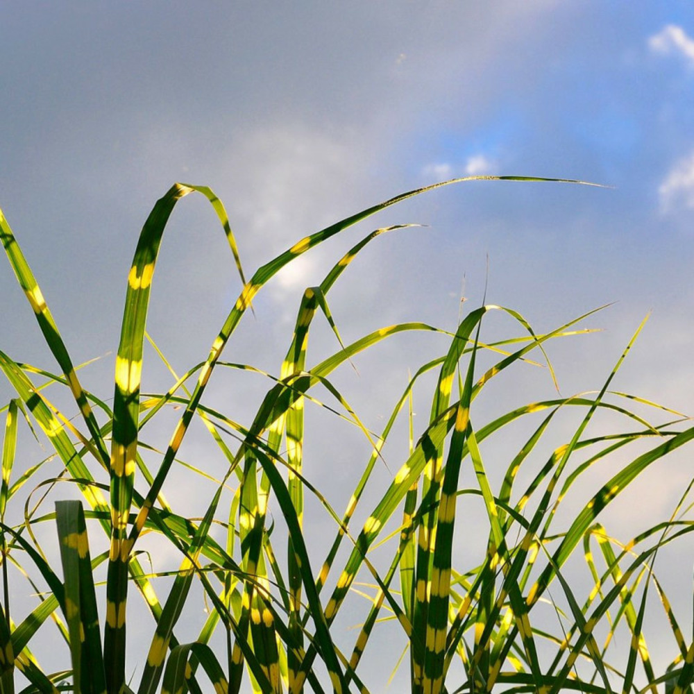 Miscanthus, roseau de chine zebrinus strictus pot de 3l - 40/60 cm
