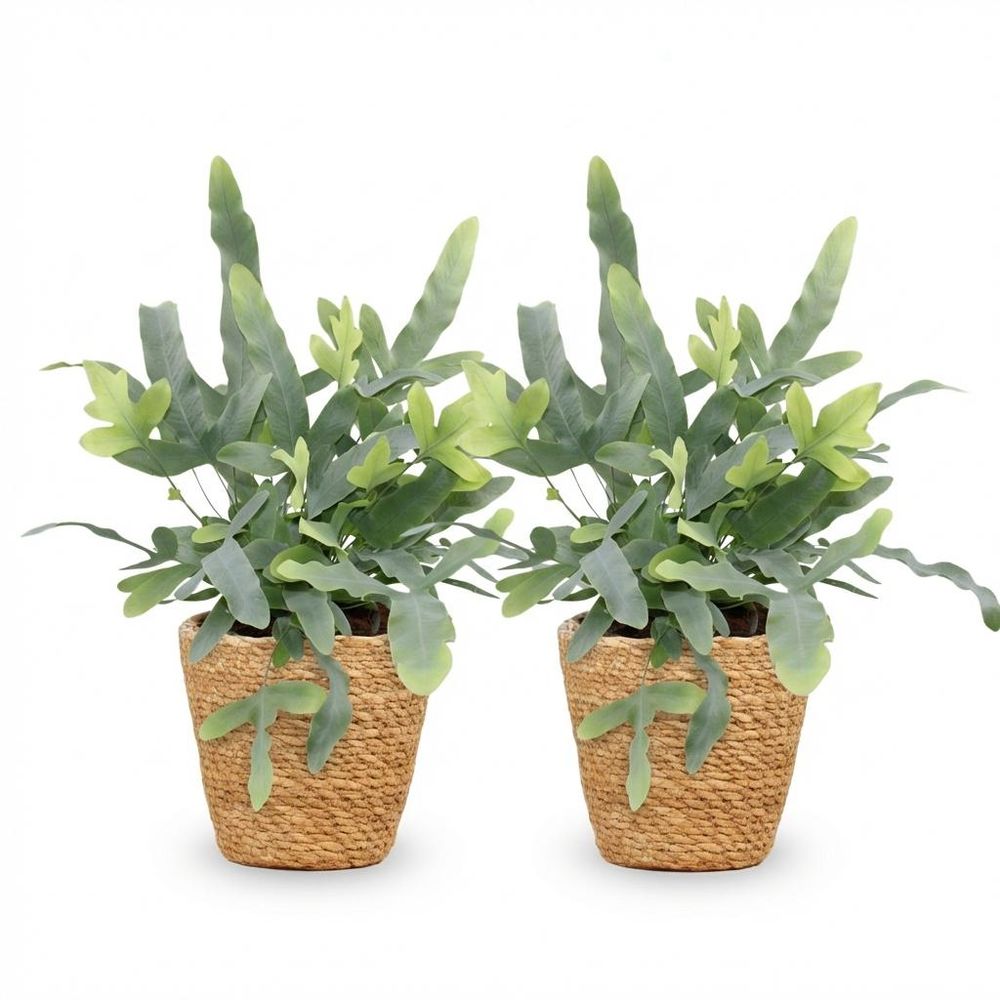 Phlebodium aureum blue star - pet-friendly - pot de 12cm - hauteur 25-30cm