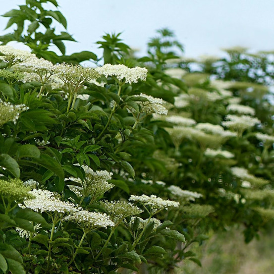 Sureau noir, sambucus pot de 4l - 20/40 cm