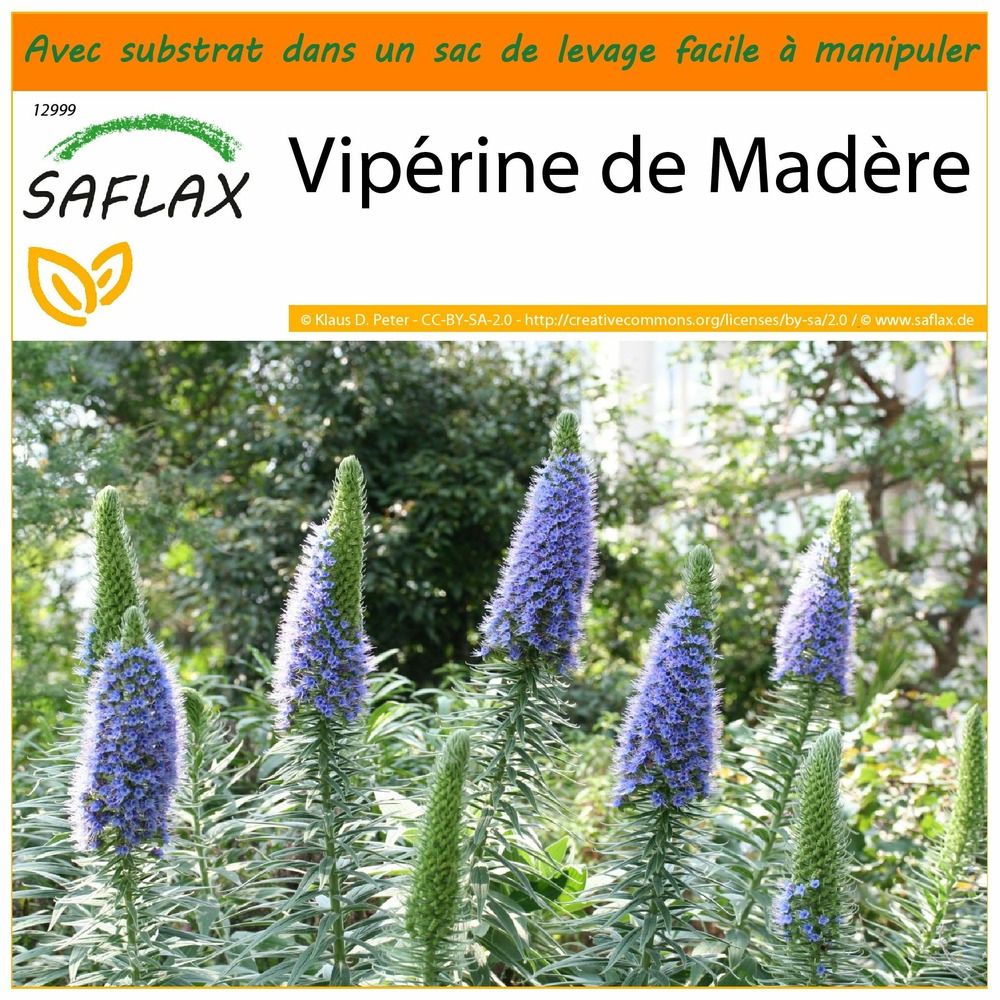 Garden in the bag - vipérine de madère - 100 graines - echium fastuosa