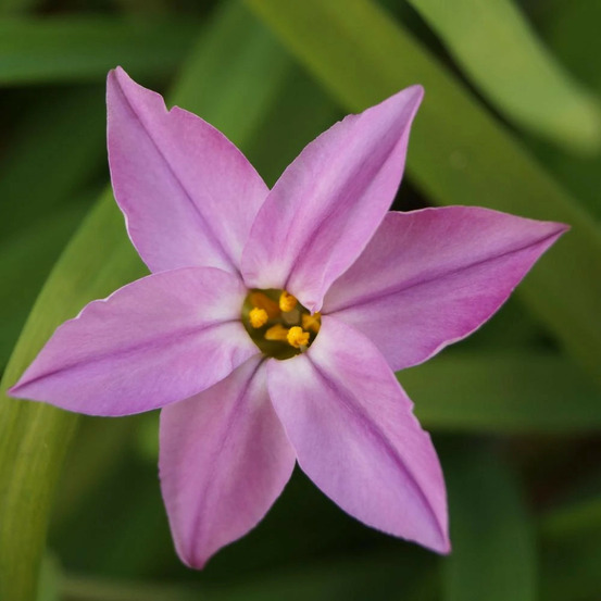 Etoile de printemps tessa® godet - 5/20 cm