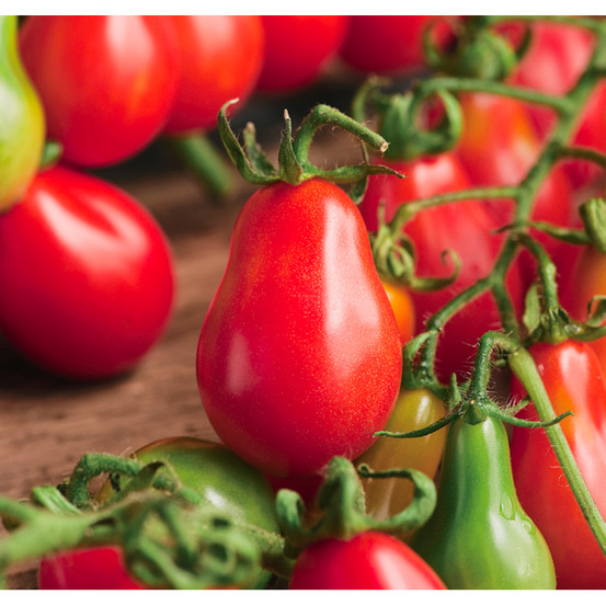 Plant de tomate cerise poire rouge red pear pot 0,5 l