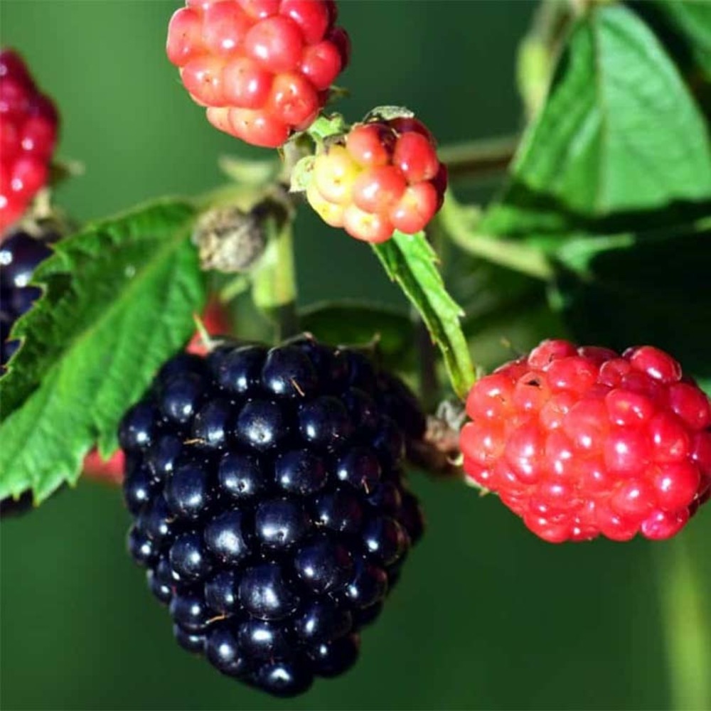Mûrier-framboisier 'loganberry' pot de 1,5l/2l, touffe
