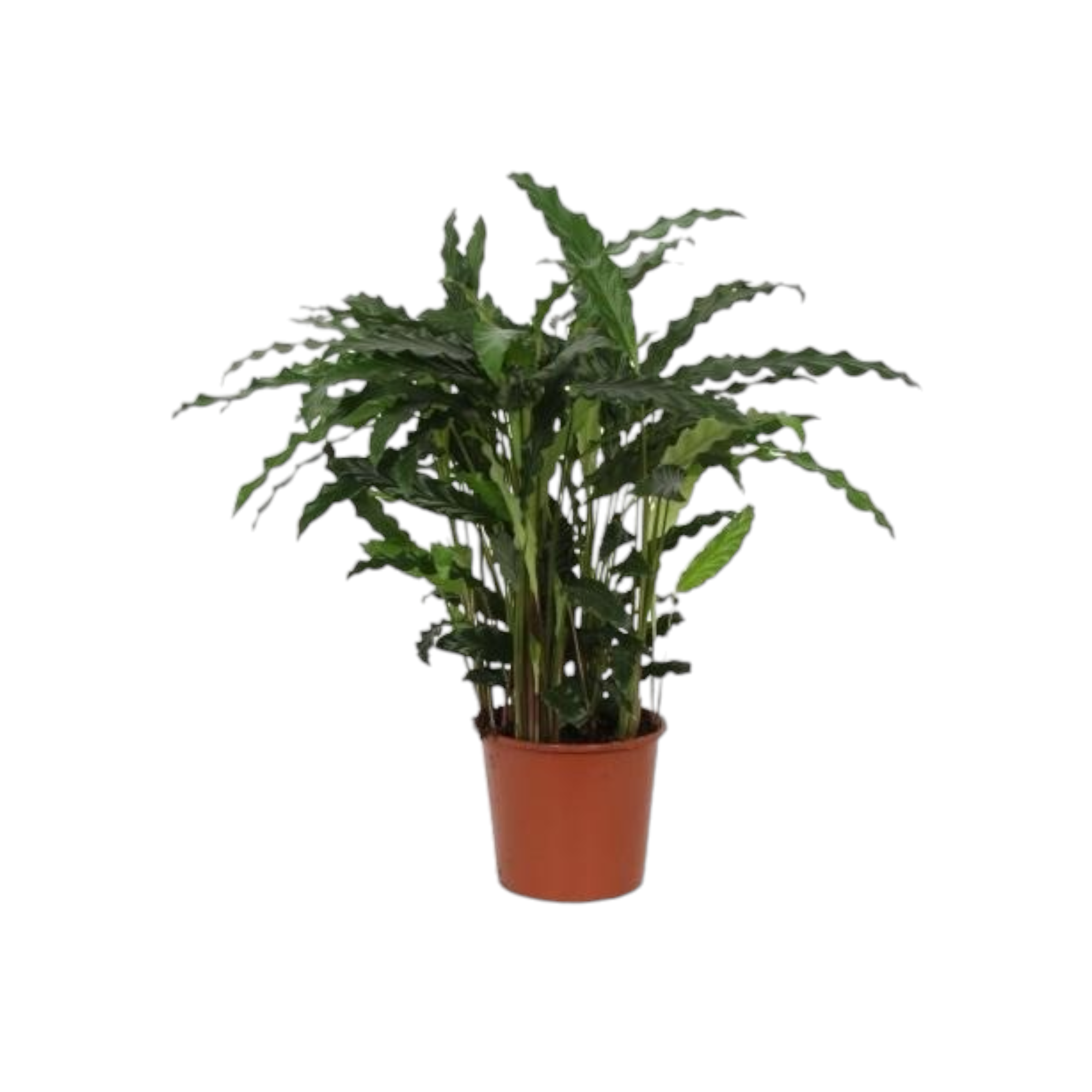 Plante d'intérieur - calathea rufibarba 65.0cm
