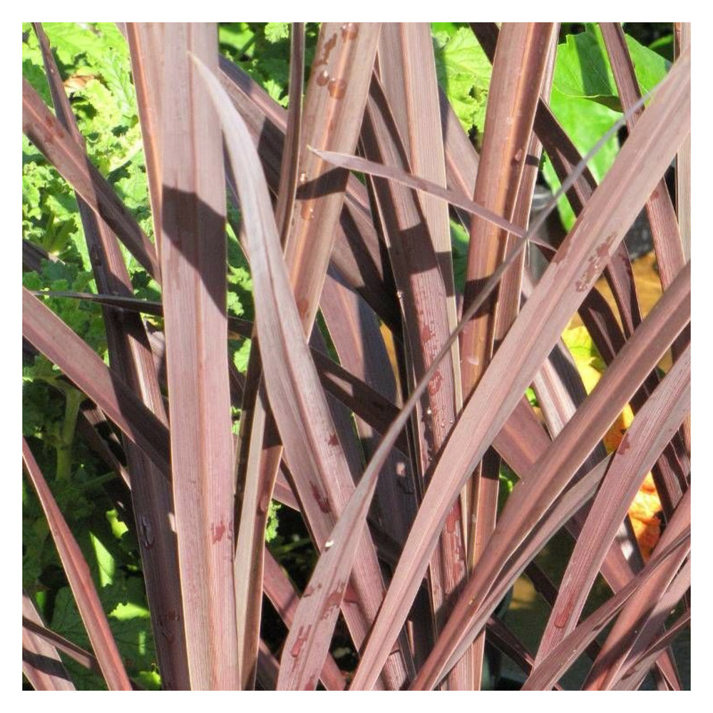 Cordyline australe red star pot de 4l - 40/60 cm