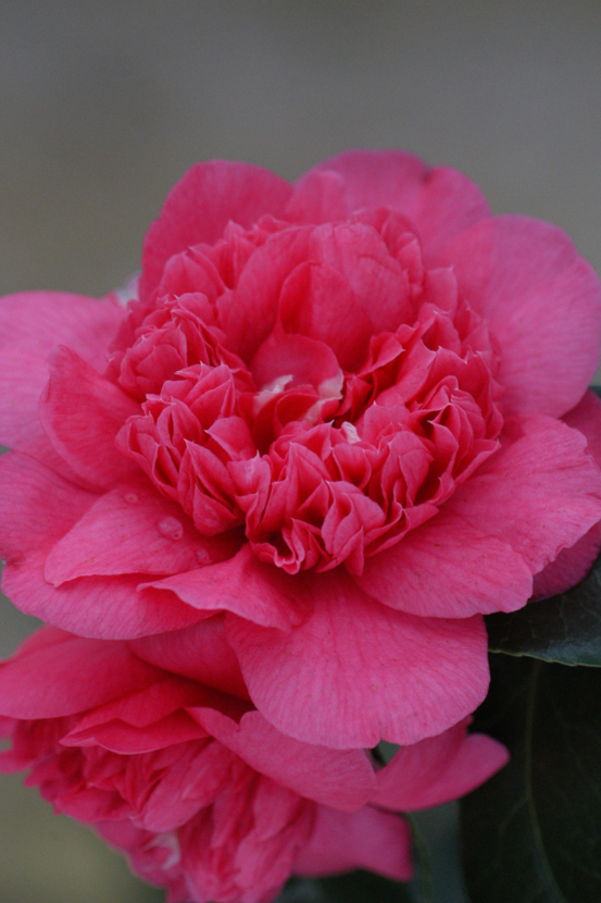 Camélia 'violet bouquet' - en pot de 4 litres