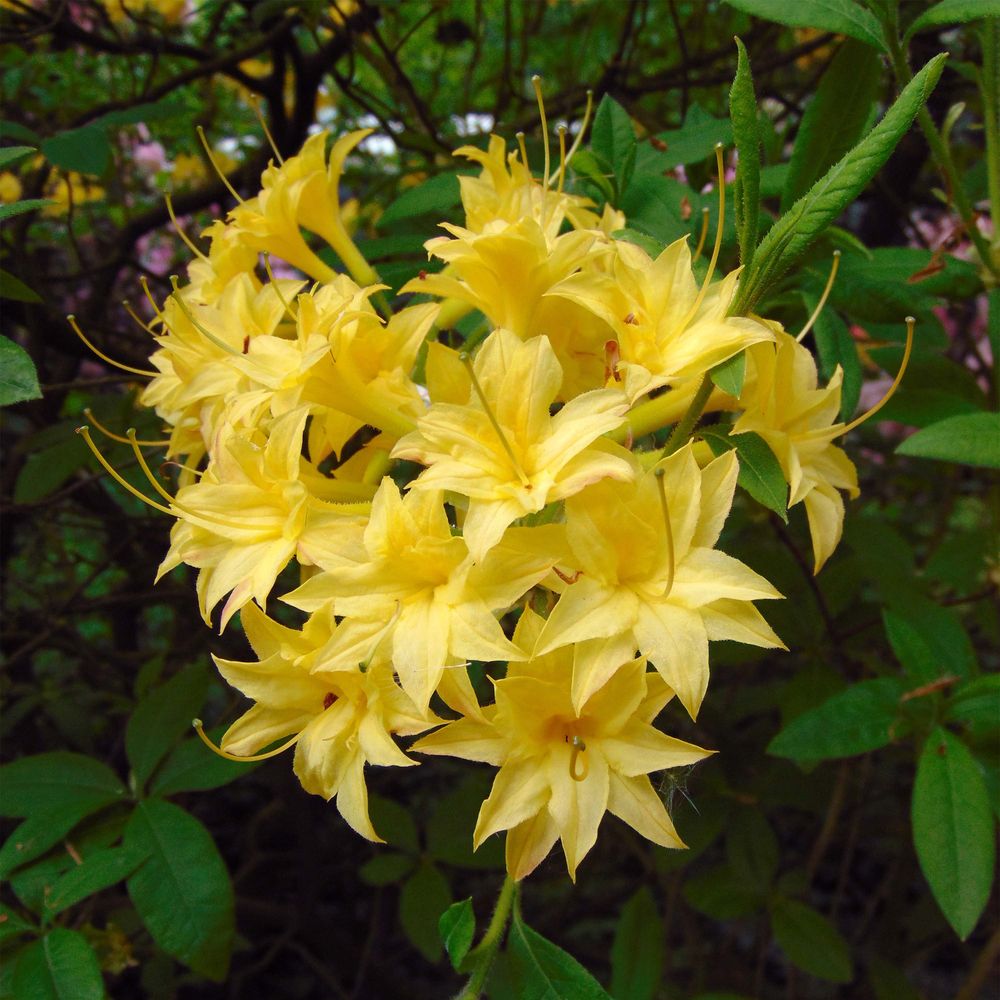 Azalée pontique 'narcissiflora' pot de 4l/5l