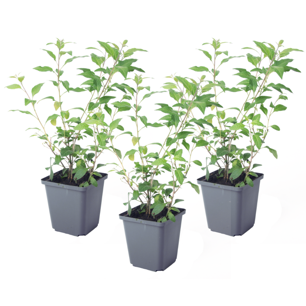 Solanum - set de 3 - lycianthes rantonnetii - hauteur 25-40cm - ⌀9cm