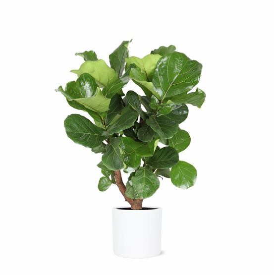 Ficus lyrata et son pot relief blanc - hauteur 110cm