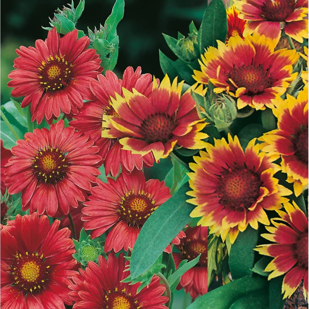 Offre fabre : lot de 6 gaillardes