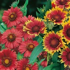 Offre speciale 6 gaillardes naines