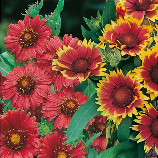 Offre fabre : lot de 6 gaillardes
