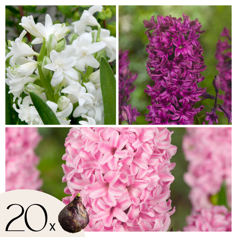 Jacinthe - set de 20 - hyacinthus - bulbes à fleurs