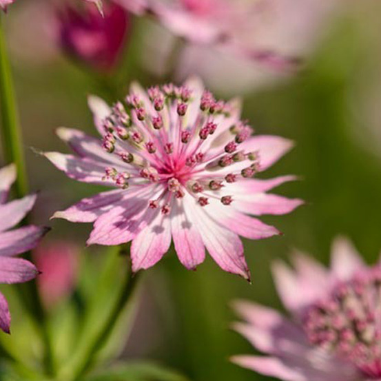 6 x grande astrance 'roma' - astrantia major 'roma' - godet 9cm x 9cm