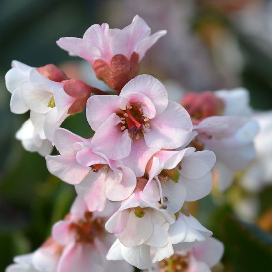 Bergénia à feuilles cordées 'harzkristall' pot de 2l/3l