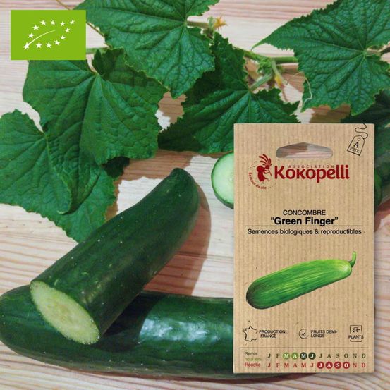 Concombre green finger- graines bio à semer