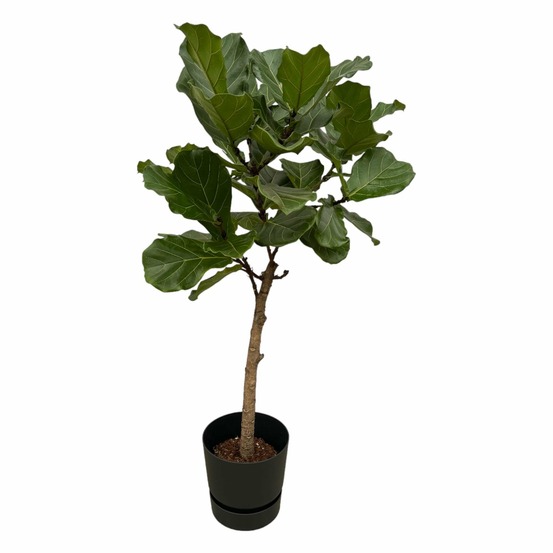 Ficus lyrata et son pot noir + reservoir - hauteur 160cm
