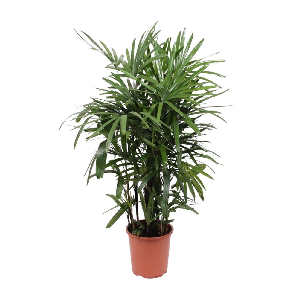 Rhapis excelsa - ø27cm - ↕120cm - plantes d'intérieur