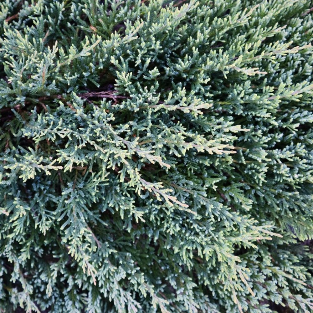 Genévrier écailleux blue carpet - juniperus squamata blue carpet 20/30cm pot 2,5l