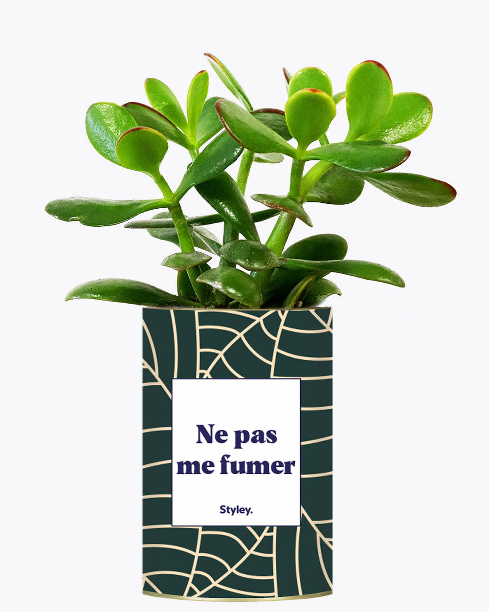 Idée cadeau - ne pas me fumer - cactus