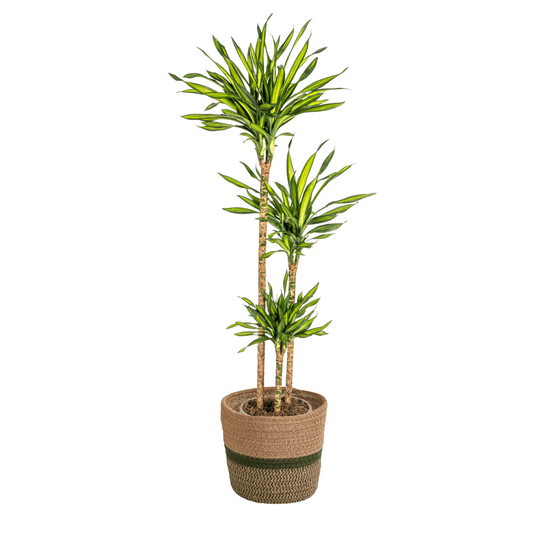 Dracaena deremensis rikki avec cache-pot ø24cm - ↕130 - 150cm - plantes d'intérieur