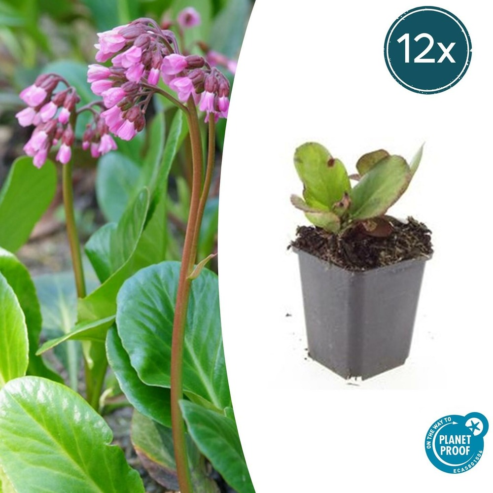 Bergenia à feuilles en cœur 'herbstblüte' x12 – entre 0,75 et 1m2
