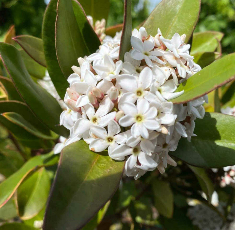 Acokanthera oblongifolia pot de 25l - 200-225cm