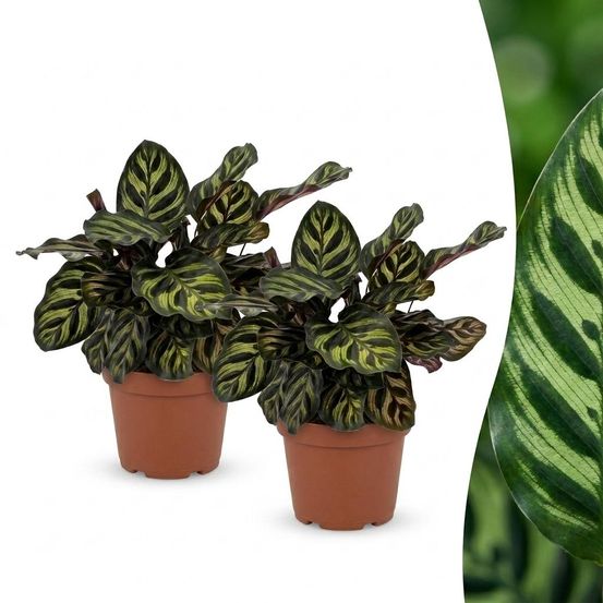 Calathea makoyana - plante paon - pot de 12cm - hauteur 25cm - plantes d'intérieur