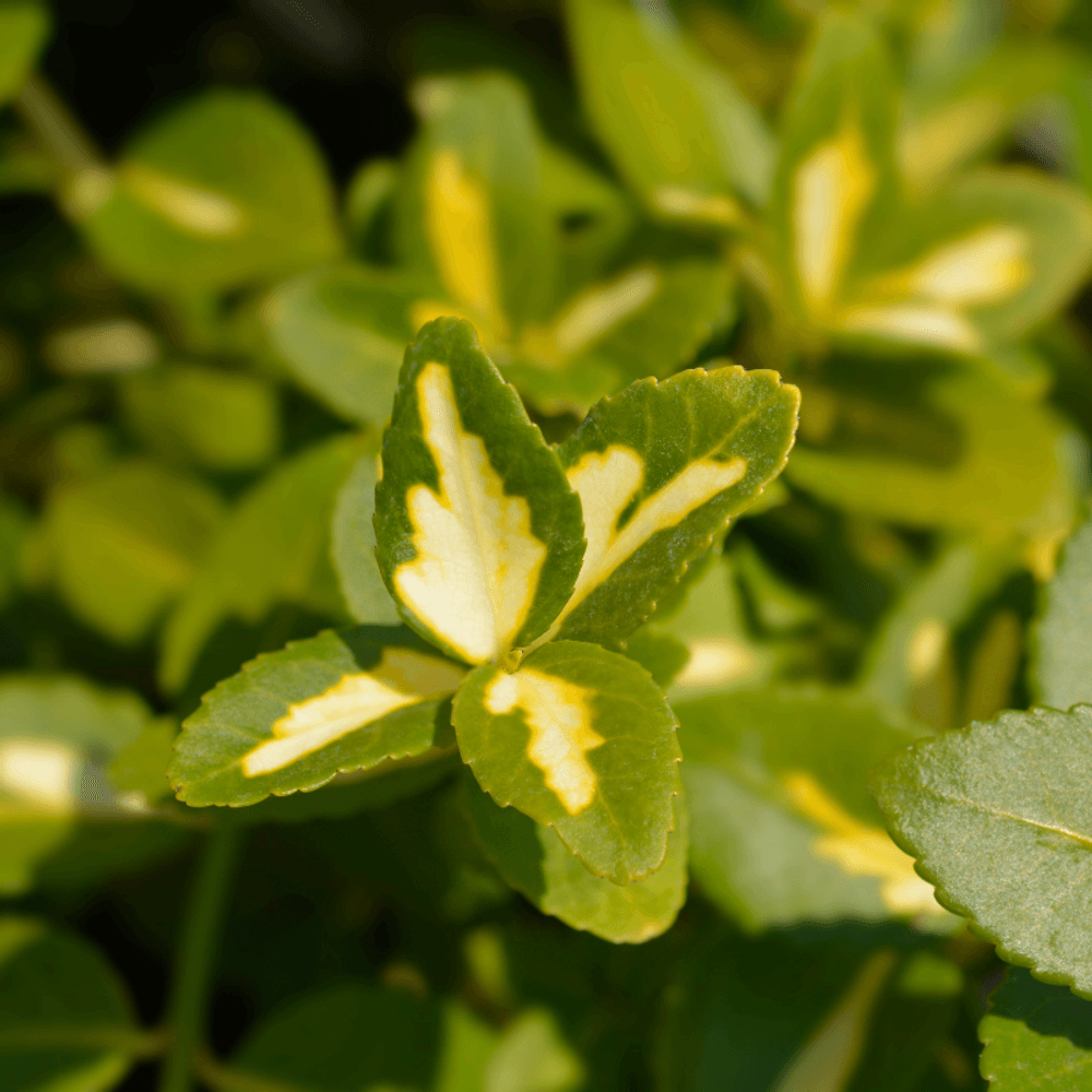 Fusain fort blondy - euonymus fort blondy 30cm