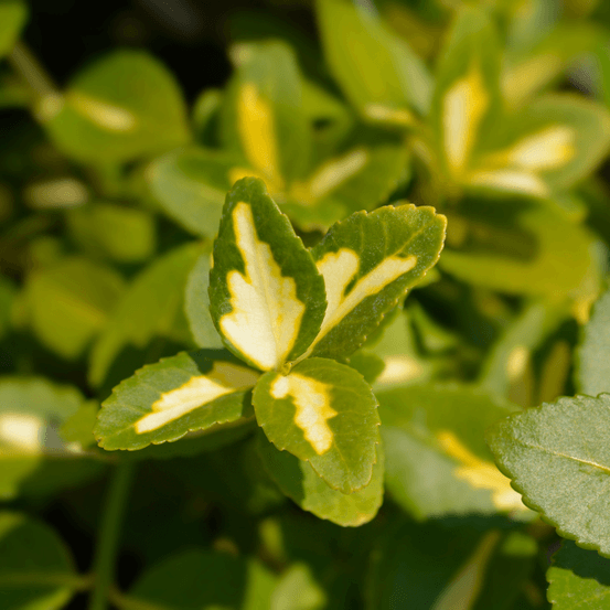 Fusain fort blondy - euonymus fort blondy 30cm