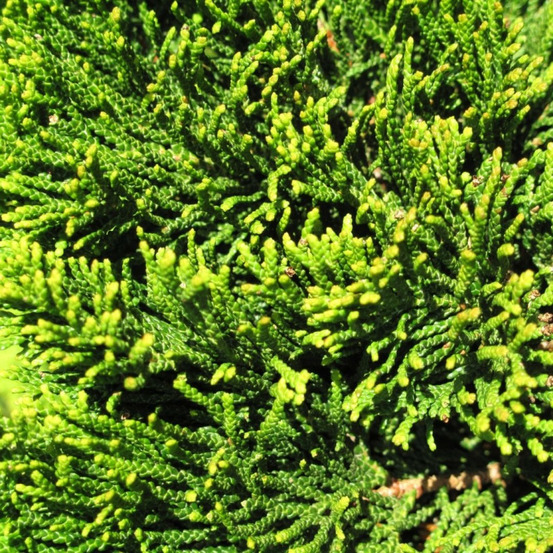 Faux-cyprès de hinoki maureen - chamaecyparis obtusa maureen 15/25cm pot 2,5l