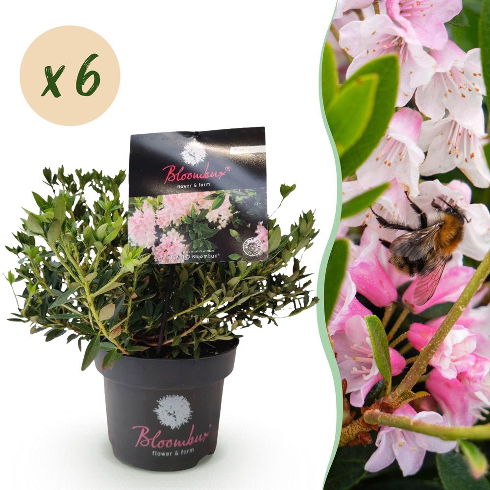 Rhododendron - lot de 6 - pot 17 cm - hauteur 40 cm