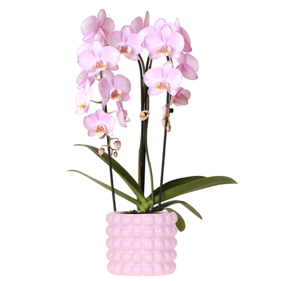 Orchidée phalaenopsis 'niagara falls' rose (phalaenopsis) - pot de 12cm - céramique rose - plantes d'intérieur