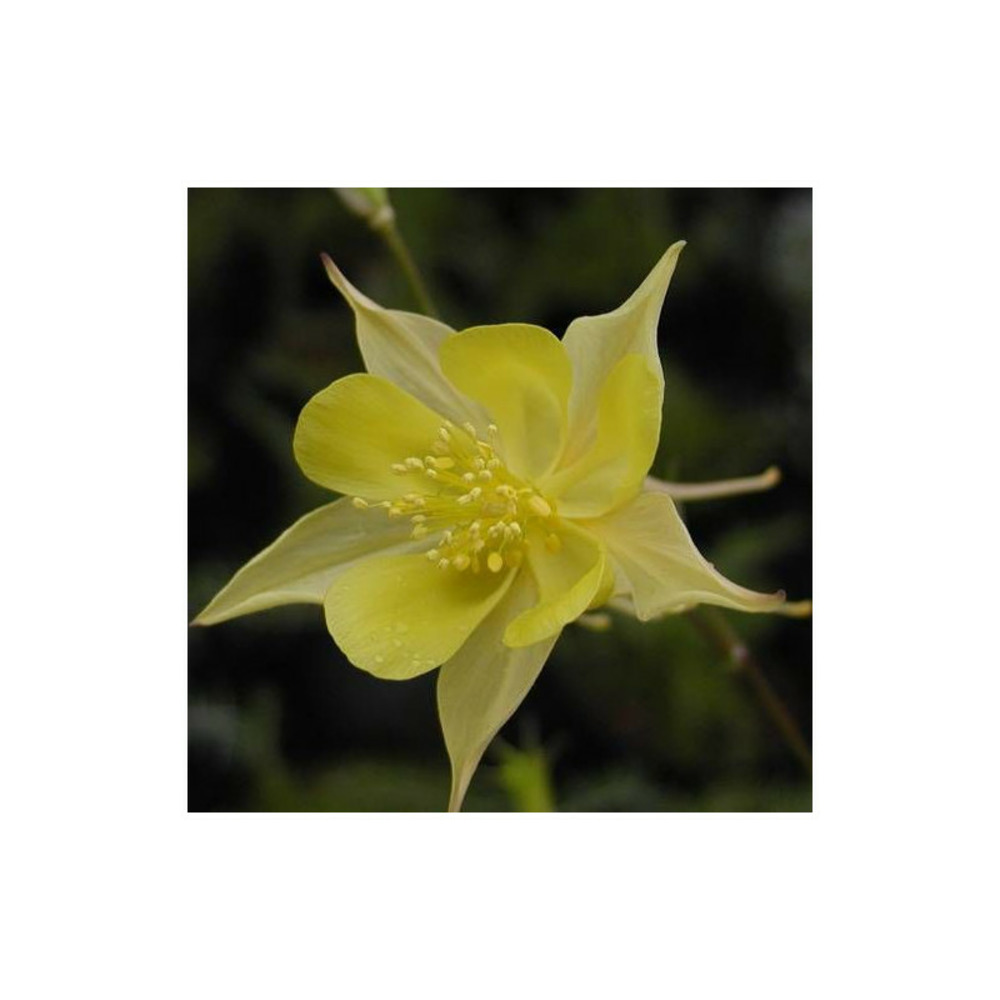 Ancolie chrysantha yellow queen lot de 9 godets