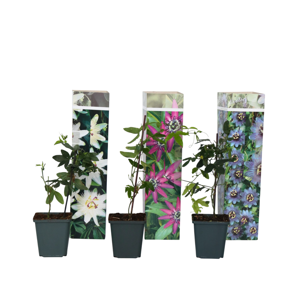 Passiflore - set de 3 - passiflora hybridum - hauteur 25-40cm - ⌀9cm