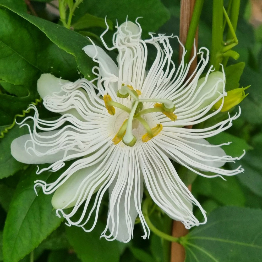 Passiflore à fruits cooltropics® snowstar - le pot / 1,5l / hauteur livrée 20-60cm, vendu par lot de 2