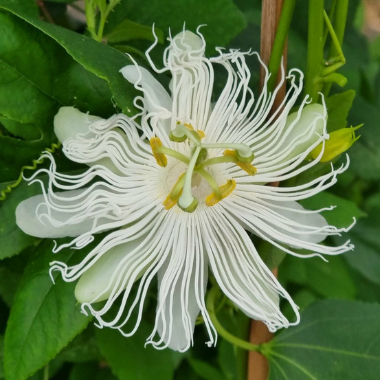 Passiflore à fruits cooltropics® snowstar - le pot / 1,5l / hauteur livrée 20-60cm, vendu par lot de 2