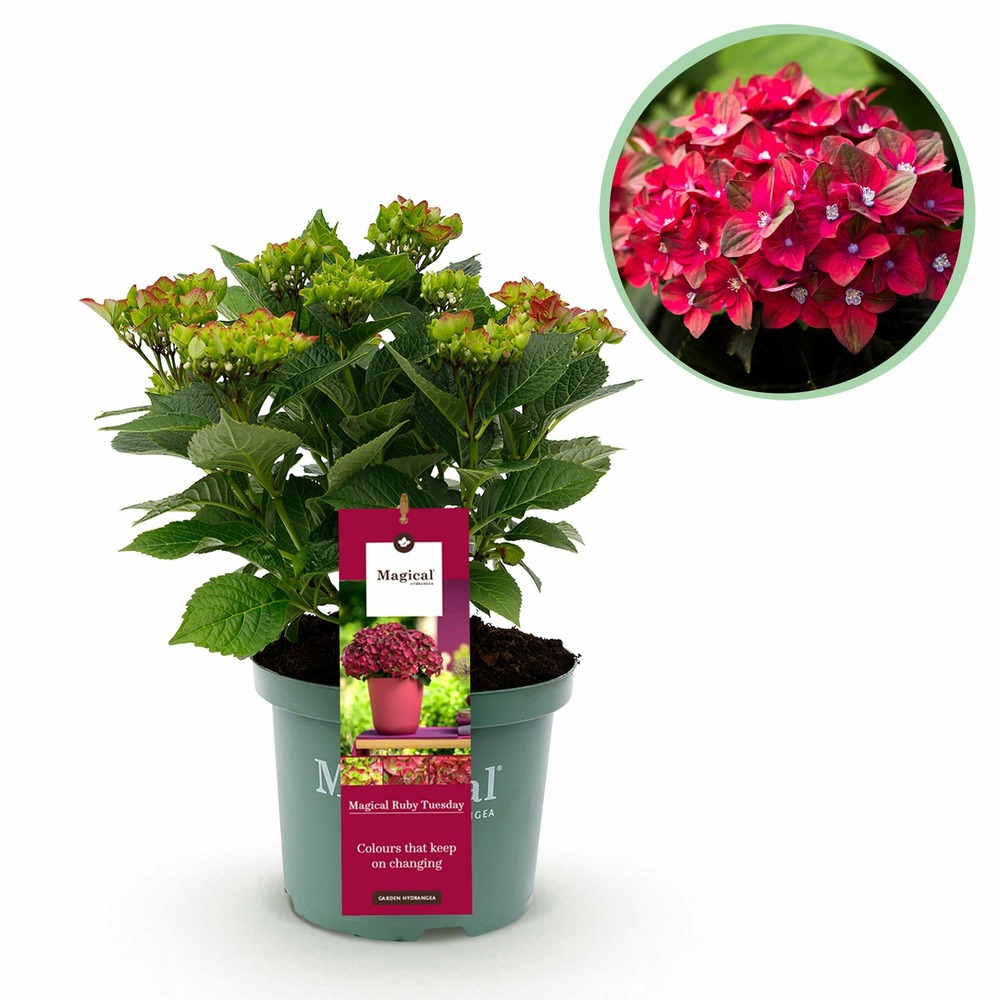Hortensia ruby tuesday&sapphire – pot 23 cm – hauteur 55 cm