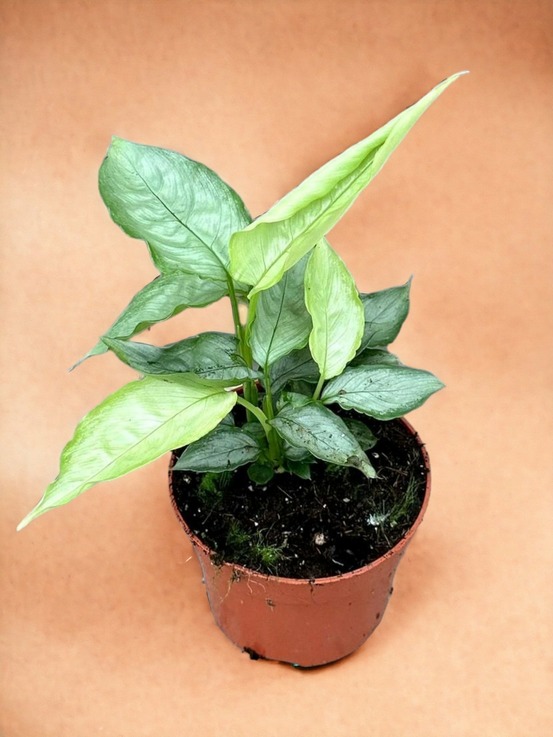 Schismatoglottis sp silver form