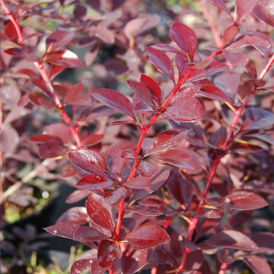 Epine-vinette auricoma, berberis pot de 3l - 40/60 cm