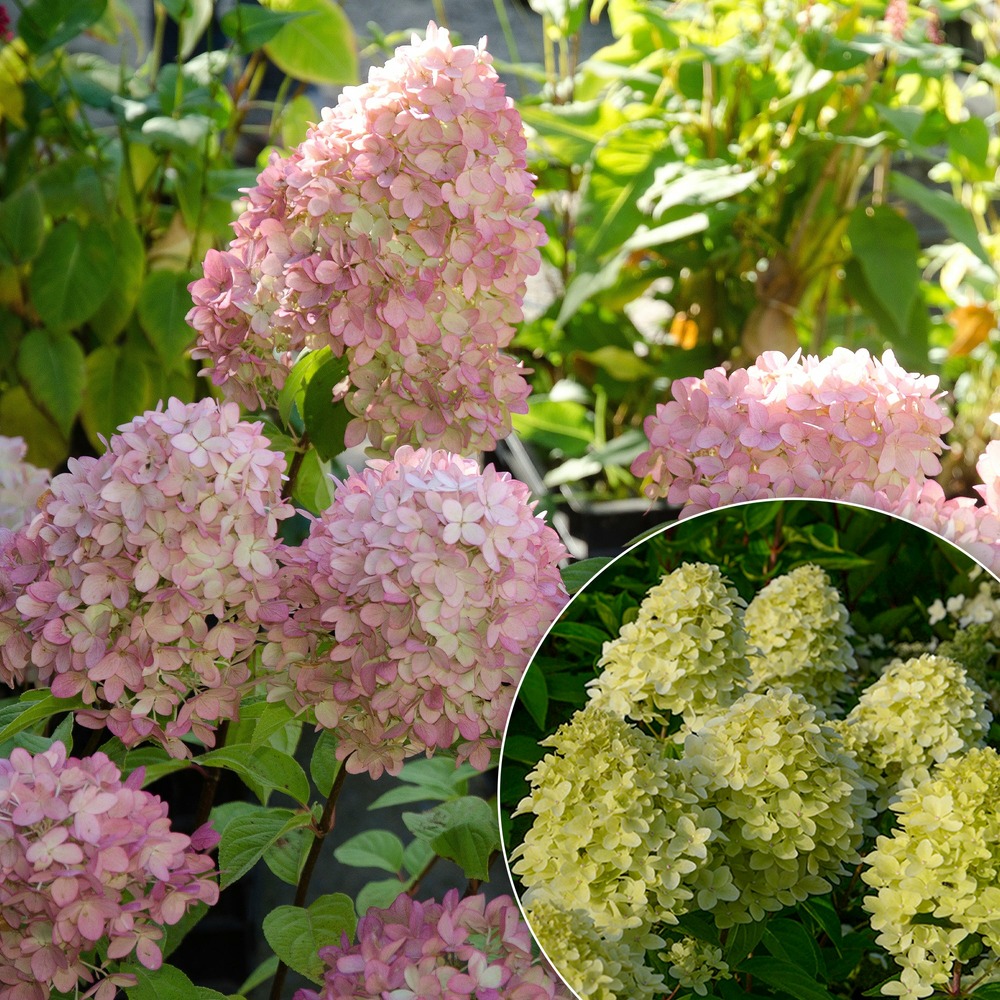 Hortensia paniculé magical® candle - le pot / 3l / hauteur livrée 30-40cm