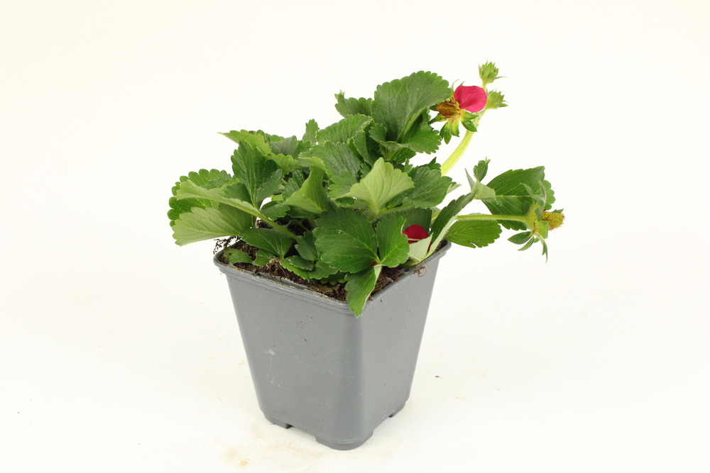 Plant de fraisier remontant tristan pot 0,5 l