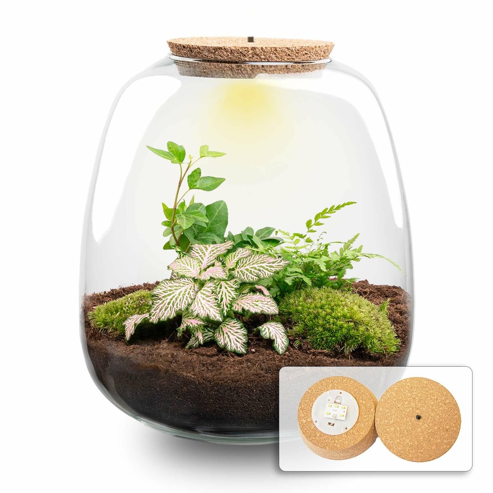 Planten terrarium - emma - diy kit - hedera rose