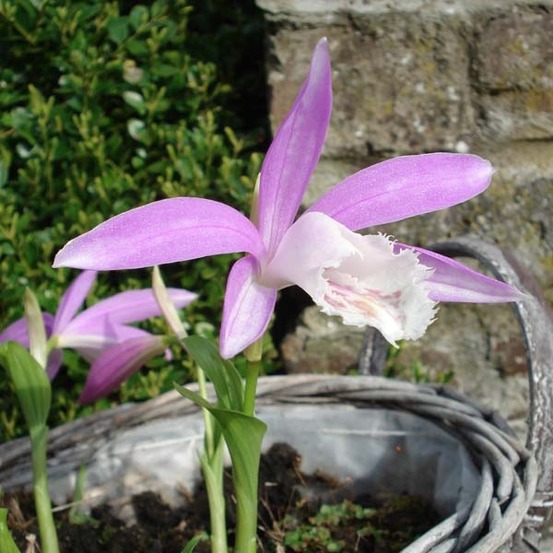 Orchidée terrestre de formose bulbe calibre i