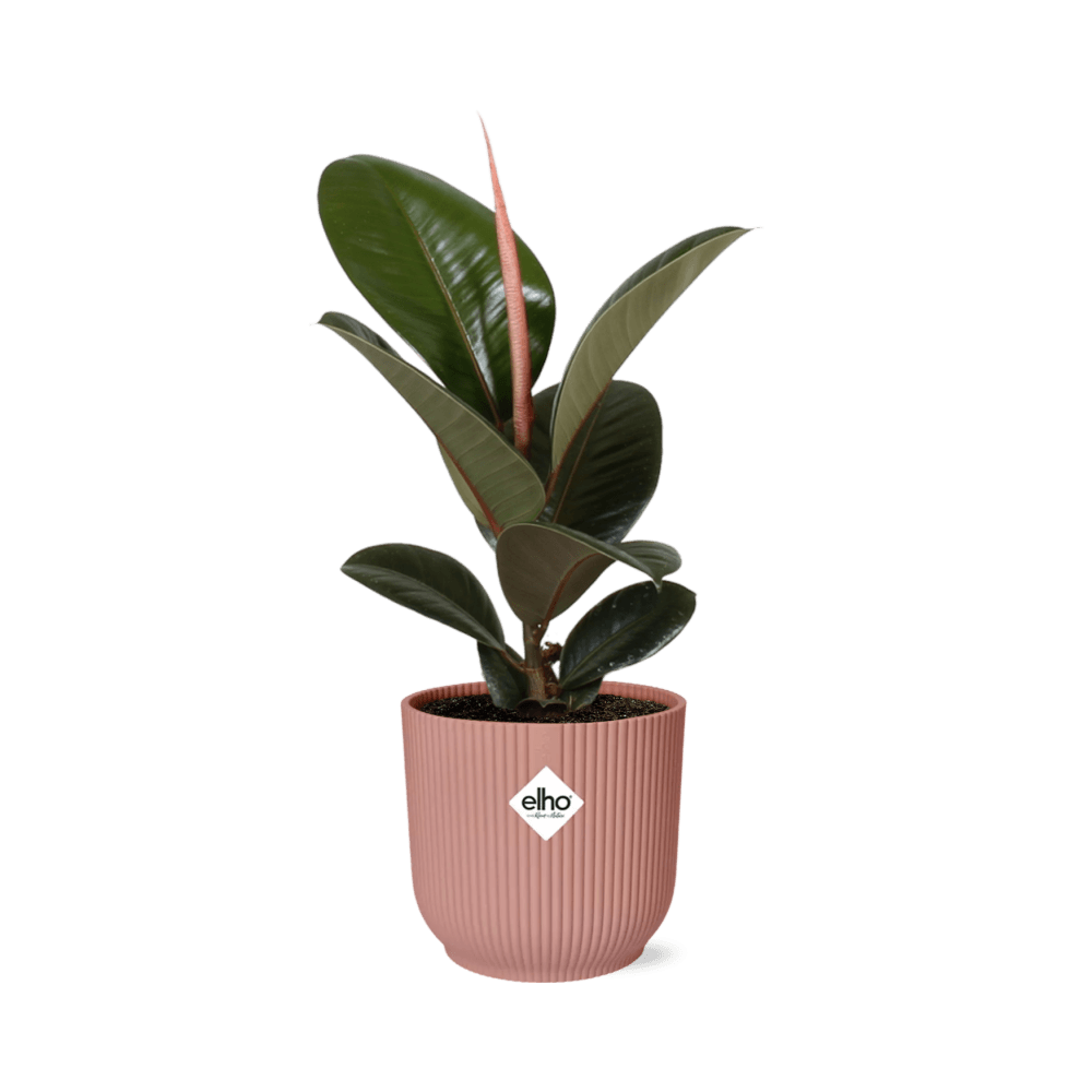 Ficus elastica ‘robusta’ in elho vibes fold 14cm roze - plantes d'intérieur