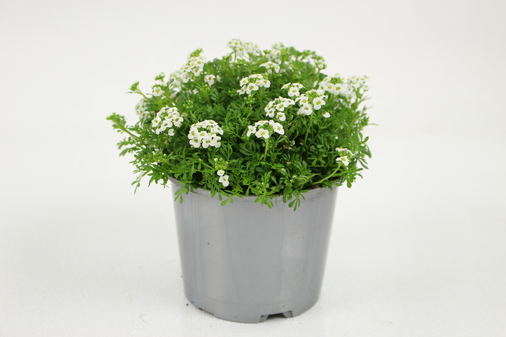 Pritzelago alpina pot 10,5 cm