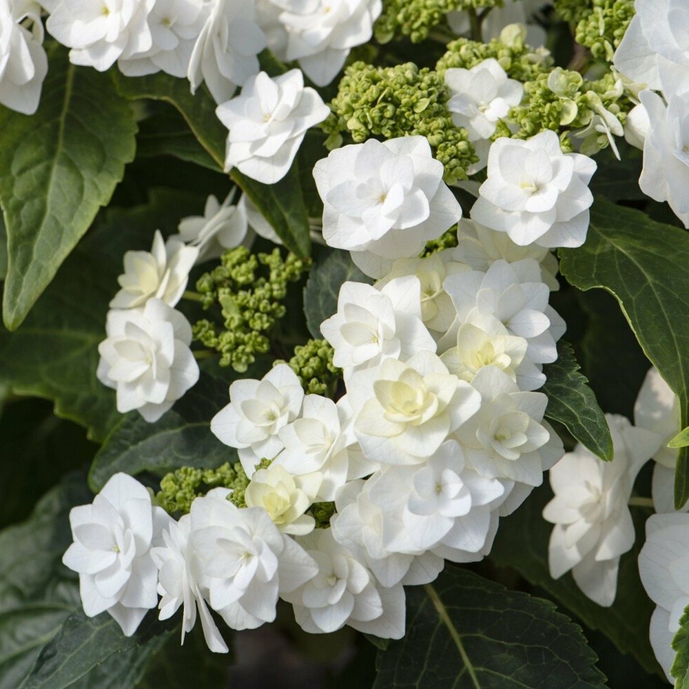 Hortensia doppio bianco - le pot / ø 13cm / hauteur livrée 20-25cm, vendu par lot de 2