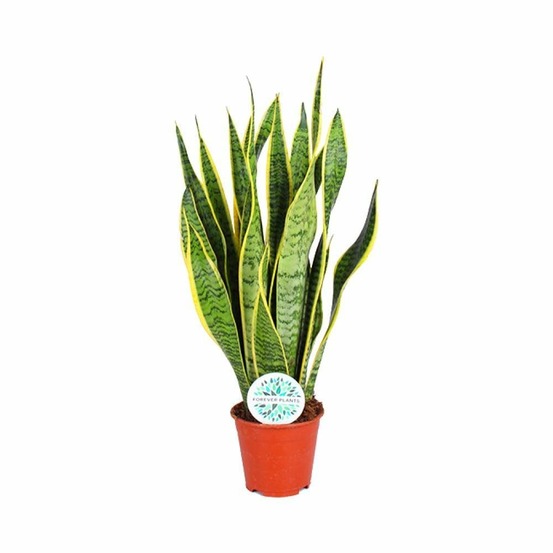 Sansevieria trifasciata laurentii - h50 cm - ø14 cm